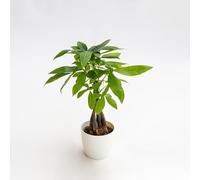 Vivai le Georgiche - Pianta vera di Pachira aquatica - vaso Ø 12 cm