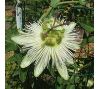 Vivai le Georgiche - Pianta vera di Passiflora caerulea "Constance Elliot" Fiore della passione 'Constance Eliott' - vaso Ø 15 cm - altezza alla vendita 40-60 cm