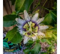 Vivai le Georgiche - Pianta vera di Passiflora edulis - - Maracuja, Frutto della passione, Granadilla viola - diametro vaso Ø 15 cm