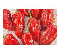 Vivai le Georgiche - Pianta vera di Peperoncino piccante "Naga Morich rosso" - vaso Ø 14 cm