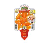 Vivai le Georgiche - Pianta vera di Peperone dolce snack "Triorange F1" Capsicum annuum 'Triorange F1' - vaso Ø 10 cm