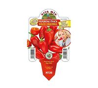 Vivai le Georgiche - Pianta vera di Peperone dolce snack "Trirosso F1" Capsicum annuum 'Trirosso F1' - vaso Ø 10 cm