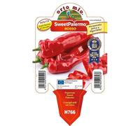 Vivai le Georgiche - Pianta vera di Peperone Sweet Palermo Rosso Capsicum annuum 'Sweet Palermo Rosso' - vaso Ø 10 cm