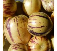 Vivai le Georgiche - Pianta vera di Pepino Gold Solanum muricatum Melone pera, Pepino Dulce, Caciuma - vaso Ø 10,5 cm - altezza alla vendita 15-20 cm