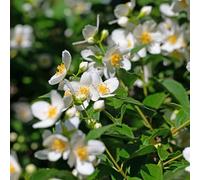 Vivai le Georgiche - Pianta vera di Philadelphus coronarius - - - diametro vaso Ø 24 cm