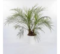 Vivai le Georgiche - Pianta vera di Phoenix roebelenii - vaso Ø 20 cm
