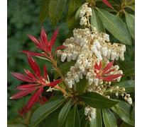 Vivai le Georgiche - Pianta vera di Pieris japonica "Forest Flame" Pieris floribunda 'Forest Flame' - vaso Ø 17 cm - altezza alla vendita 15-20 cm