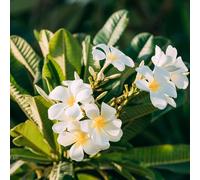 Vivai le Georgiche - Pianta vera di Plumeria in varietà - vaso Ø 15 cm