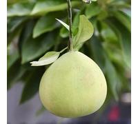 Vivai le Georgiche - Pianta vera di Pomelo - vaso Ø 20 cm