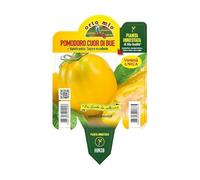Vivai le Georgiche - Pianta vera di Pomodoro a Cuore giallo "Cuore di Jesi" innestato - vaso Ø 14 cm