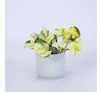 Vivai le Georgiche - Pianta vera di Pothos aureum "Manjula" Epipremnum pinnatum 'Happy Leaf' Epipremnum aureum 'Manjula' - vaso Ø 12 cm - altezza alla vendita 10-15 cm