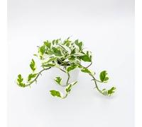 Vivai le Georgiche - Pianta vera di Pothos aureus "Njoy" - vaso 18 basket