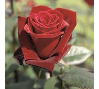 Vivai le Georgiche - Pianta vera di Rosa "Barkarole" sin. Grand Château, Taboo TANelorak - vaso 6,5 Litri - Quadrato