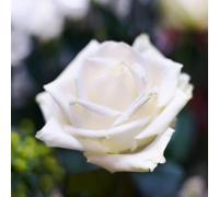 Vivai le Georgiche - Pianta vera di Rosa - Bianco Puro - vaso Ø 18 cm