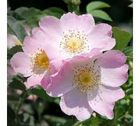 Vivai le Georgiche - Pianta vera di Rosa Canina - vaso Ø 18 cm