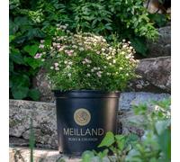 Vivai le Georgiche - Pianta vera di Rosa "Lilly Rose" - vaso Ø 18 cm