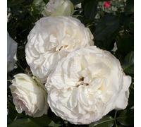 Vivai le Georgiche - Pianta vera di Rosa Palais Royal sin. Blanc Pierre de Ronsard, White Eden MEIviowit - vaso Ø 18 cm