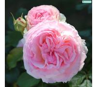 Vivai le Georgiche - Pianta vera di Rosa "Pierre de Ronsard" Eden Rose MEIviolin - vaso Ø 19 cm