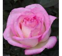 Vivai le Georgiche - Pianta vera di Rosa "Princesse de Monaco" sin. Grace Kelly, Preference, Princess Grace MEImagarmic - vaso 6,5 Litri - Quadrato