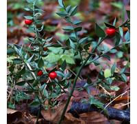 Vivai le Georgiche - Pianta vera di Ruscus aculeatus Ruscus aculeatus f. pumilus Pungitopo, Mirto del pastore - vaso Ø 18 cm