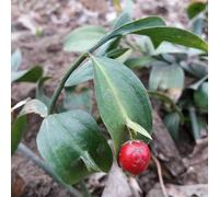 Vivai le Georgiche - Pianta vera di Ruscus hypoglossum - - Pungitopo senza spine, Pungitopo a due foglie - diametro vaso Ø 17 cm