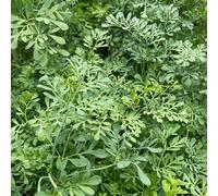 Vivai le Georgiche - Pianta vera di Ruta graveolens Ruta divaricata Ruta comune, Ruta della grappa - vaso Ø 14 cm