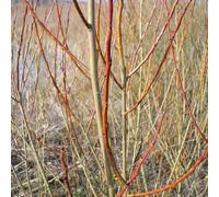 Vivai le Georgiche - Pianta vera di Salix purpurea - altezza alla vendita 80-100 cm