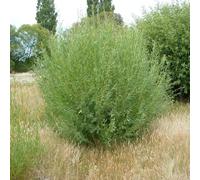 Vivai le Georgiche - Pianta vera di Salix viminalis - - - diametro vaso