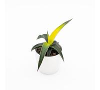 Vivai le Georgiche - Pianta vera di Sansevieria "Star Canary" - vaso Ø 12 cm