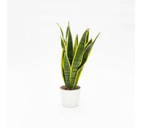 Vivai le Georgiche - Pianta vera di Sansevieria trifasciata "Laurentii" - vaso Ø 12 cm