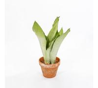 Vivai le Georgiche - Pianta vera di Sansevieria trifasciata "Moonshine" - vaso Ø 14 cm