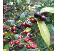 Vivai le Georgiche - Pianta vera di Sarcococca hookeriana "Winter Gem" Sarcococca hookeriana 'Pmoore03' - vaso Ø 17 cm - altezza alla vendita 10-20 cm