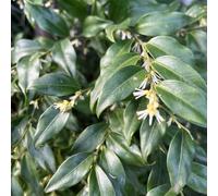 Vivai le Georgiche - Pianta vera di Sarcococca ruscifolia - vaso Ø 17 cm