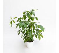 Vivai le Georgiche - Pianta vera di Schefflera actinophylla Heptapleurum actinophyllum Albero Ombrello - vaso Ø 12 cm - altezza alla vendita 10-15 cm