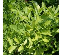 Vivai le Georgiche - Pianta vera di Sedano di monte Levisticum officinale Levistico - vaso Ø 14 cm