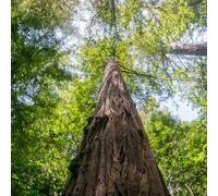 Vivai le Georgiche - Pianta vera di Sequoia sempervirens Taxodium sempervirens Sequoia costiera, Sequoia californiana - vaso Ø 20 cm - altezza alla vendita 120-140 cm