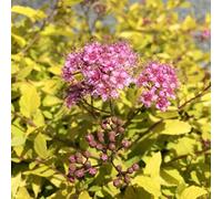 Vivai le Georgiche - Pianta vera di Spiraea x bumalda "Goldmound" Spiraea 'Gold Mound' Spirea - vaso Ø 17 cm