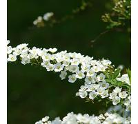 Vivai le Georgiche - Pianta vera di Spiraea x cinerea "Grefsheim" S. x arguta 'Grefsheim', S. cinera graciosa Spirea - vaso Ø 17 cm