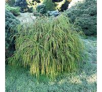 Vivai le Georgiche - Pianta vera di Thuja plicata "Whipcord" Tuia, Cedro rosso occidentale 'Whipcord' - vaso Ø 23 cm - altezza alla vendita 20-40 cm