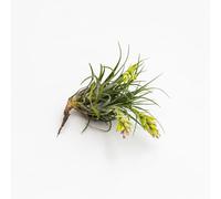 Vivai le Georgiche - Pianta vera di Tillandsia stricta Tillanzia