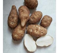 Vivai le Georgiche - Pianta vera di Topinambur Helianthus tuberosus Carciofo di Gerusalemme, Erba della Bibbia - vaso Ø 15 cm