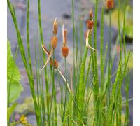 Vivai le Georgiche - Pianta vera di Typha minima Tifa, Lisca minore, Giunco minore - vaso Ø 9 cm