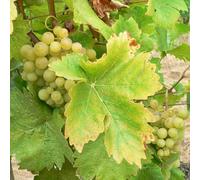 Vivai le Georgiche - Pianta vera di Uva da tavola bianca "Perla di Csaba" Vitis vinifera 'Perla di Csaba' Julski Muscat, Cvabski Biser - vaso Ø 18 cm - altezza alla vendita 120-140 cm
