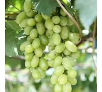 Vivai le Georgiche - Pianta vera di Uva da tavola bianca "Pizzutello" - vaso Ø 20 cm