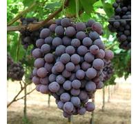 Vivai le Georgiche - Pianta vera di Uva da tavola nera "Francese" - Vitis vinifera 'Francese' - - diametro vaso Ø 15 cm