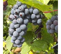 Vivai le Georgiche - Pianta vera di Uva da tavola nera "Moscato d'Amburgo" - vaso Ø 19 cm