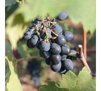 Vivai le Georgiche - Pianta vera di Uva da tavola nera "Pizzutello" - - - diametro vaso Ø 17 cm