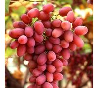 Vivai le Georgiche - Pianta vera di Uva da tavola rossa "Crimson Seedless" Vitis vinifera 'Crimson Seedless' - vaso Ø 12 cm - altezza alla vendita 20-30 cm