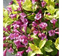 Vivai le Georgiche - Pianta vera di Weigela florida "Rumba" - vaso Ø 18 cm