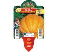 Vivai le Georgiche - Pianta vera di Zucca gigante "Atlantic Giant F1" - vaso Ø 10 cm